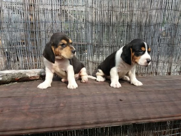 Beagle tricolore cuccioli