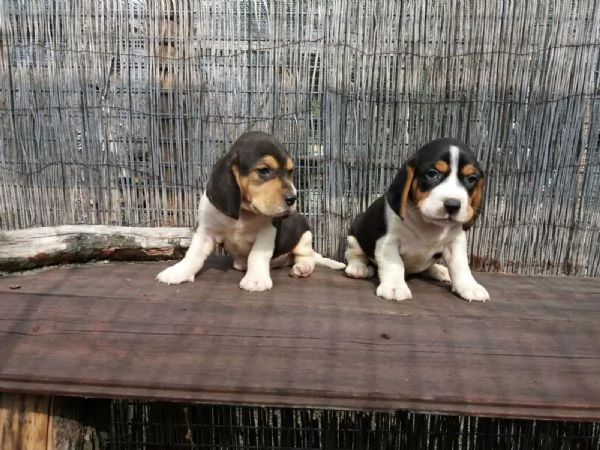 Beagle tricolore cuccioli | Foto 2