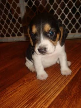 Beagle tricolore cuccioli | Foto 1