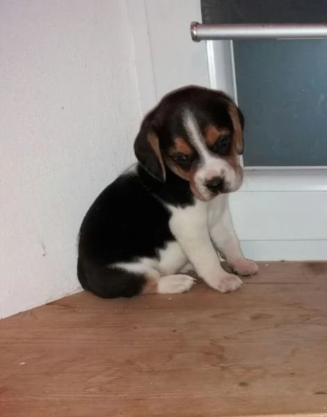 Beagle tricolore cuccioli | Foto 0