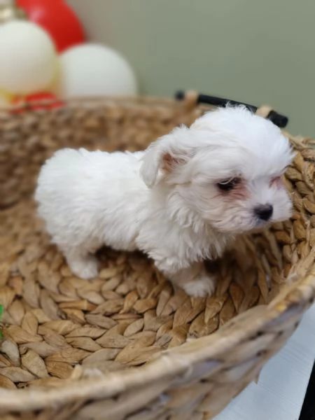 Maltese Coreano maschietto | Foto 1