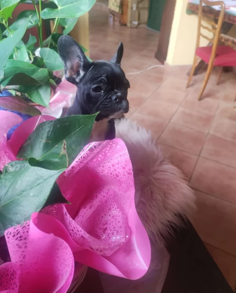 Bouledogue francese maschietto | Foto 1