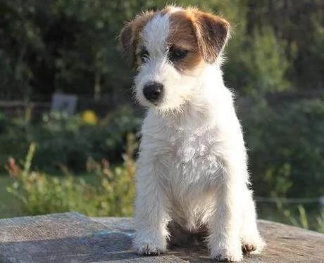 Jack Russell pelo liscio e broken