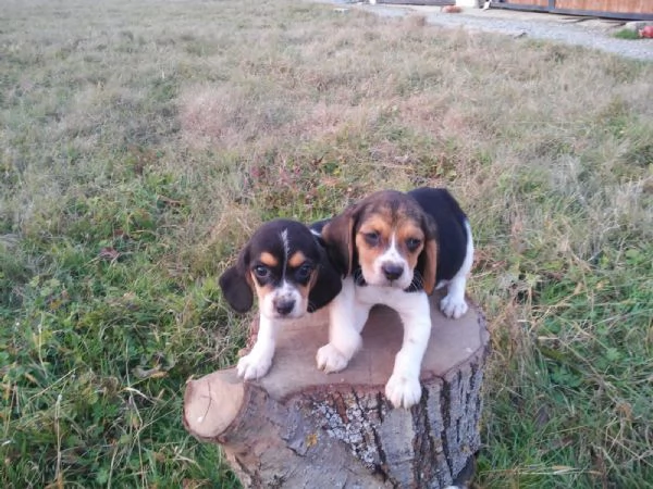 Beagle tricolore cuccioli