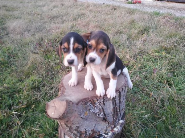 Beagle tricolore cuccioli | Foto 2