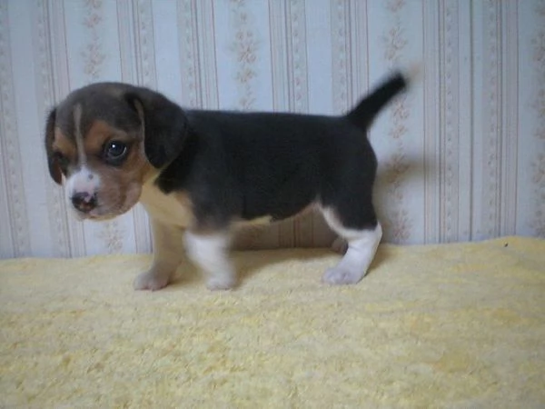 Beagle tricolore cuccioli | Foto 1