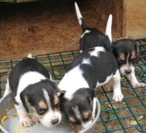 Beagle tricolore cuccioli | Foto 0