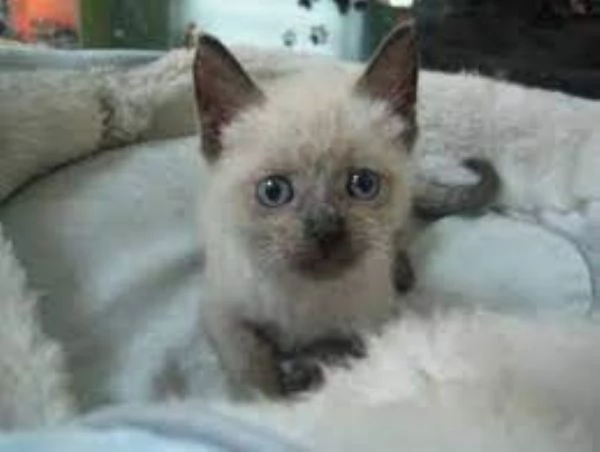 Siamese tradizionale femminuccia | Foto 1