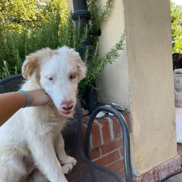 Incorcio Australian Shepherd | Foto 1