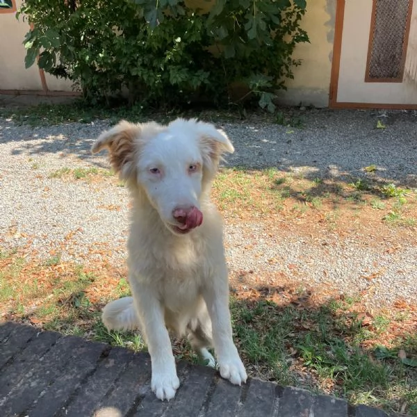 Incorcio Australian Shepherd