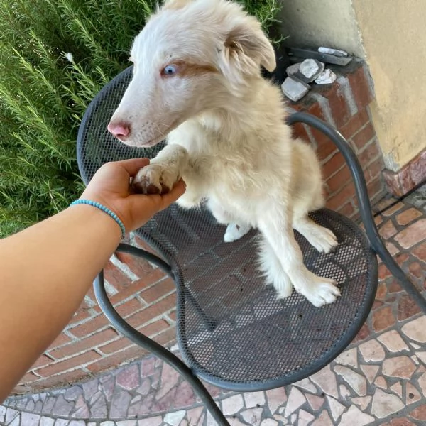 Incorcio Australian Shepherd | Foto 0