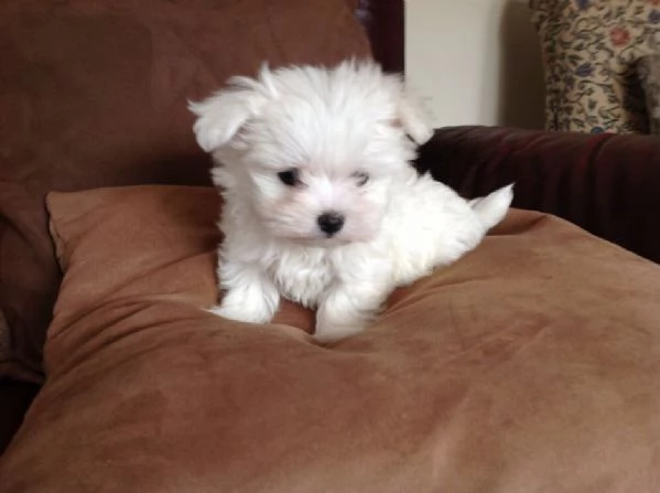 Maltese Coreano maschietto | Foto 1