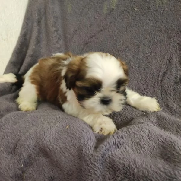 Shih Tzu cuccioli | Foto 1
