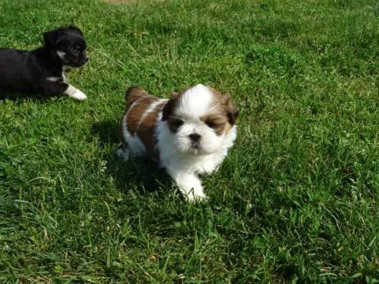 Shih Tzu cuccioli | Foto 0