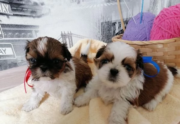 Shih Tzu cuccioli