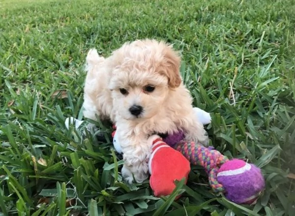 Maltipoo toy cucicoli | Foto 2