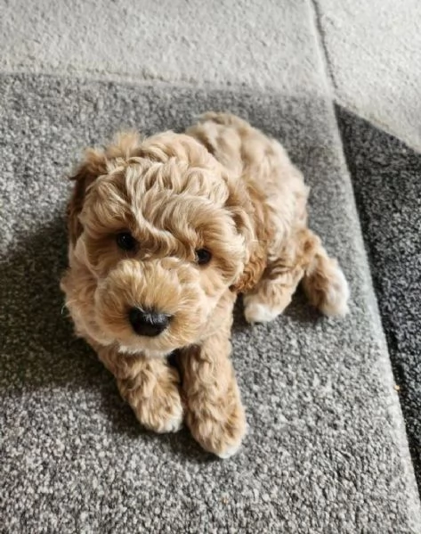 Maltipoo toy cucicoli | Foto 1