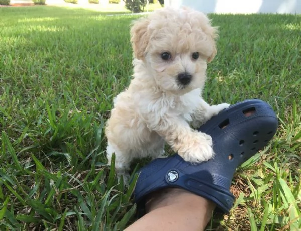 Maltipoo toy cucicoli