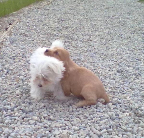Cocker Spaniel maschietto | Foto 1