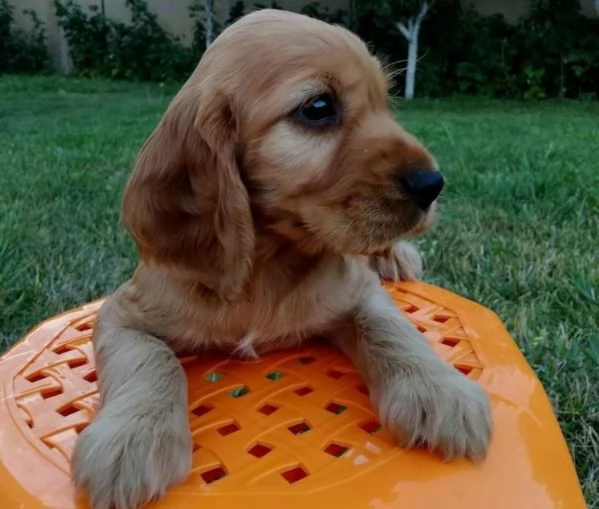 Cocker Spaniel maschietto | Foto 0