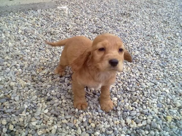 Cocker Spaniel maschietto