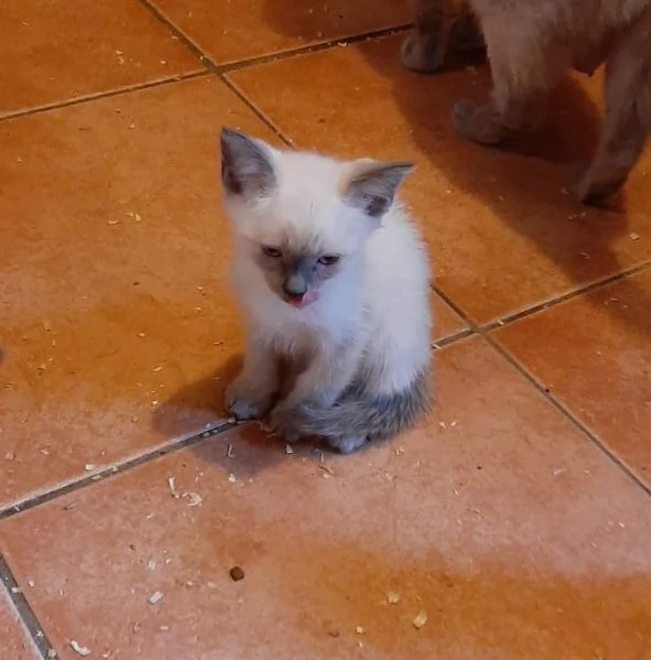 Siamese tradizionale femminuccia | Foto 0