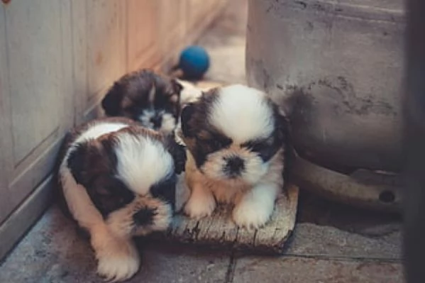 Shih Tzu cuccioli | Foto 1