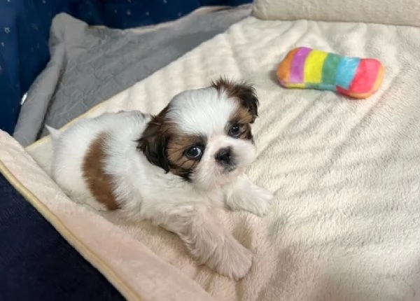 Shih Tzu cuccioli | Foto 0