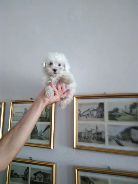 Maltese Coreano toy maschietti | Foto 0