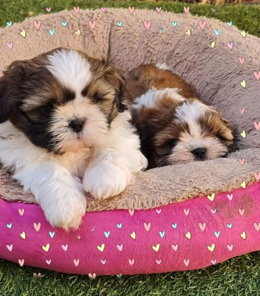Shih Tzu cuccioli deliziosi
