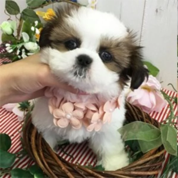 Shih Tzu cuccioli deliziosi | Foto 2
