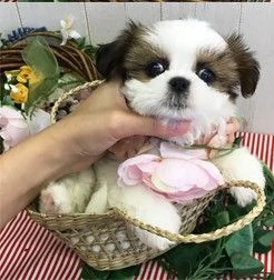 Shih Tzu cuccioli deliziosi | Foto 1