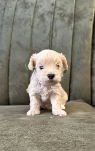 Maltipoo toy deliziosi | Foto 1