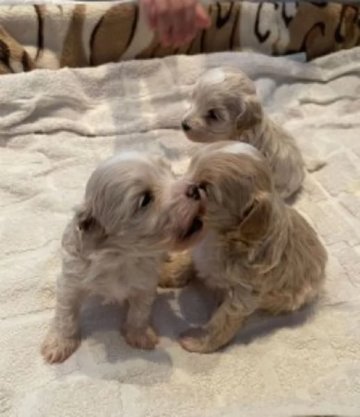 Maltipoo toy deliziosi