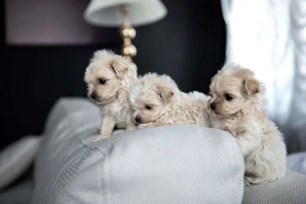 Maltipoo toy deliziosi | Foto 0