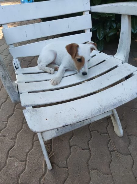 Jack Russell cuccioloni | Foto 0