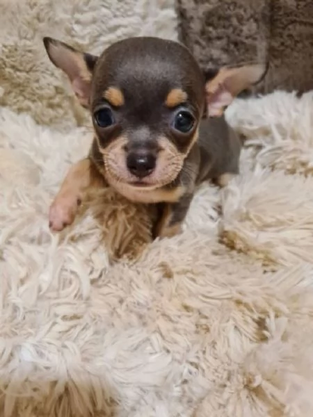 Chihuahua toy cuccioli | Foto 1
