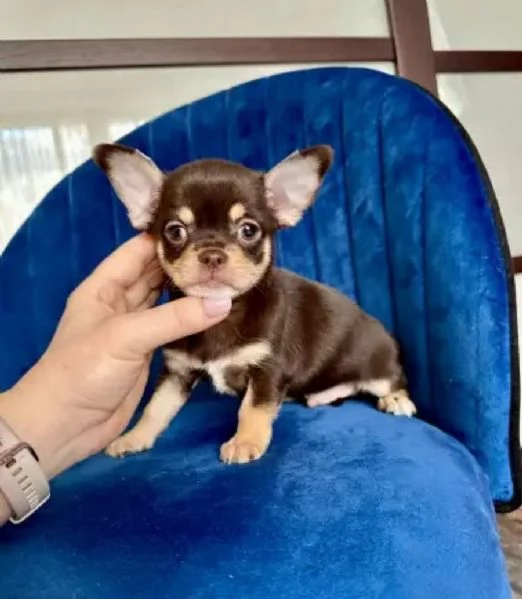 Chihuahua toy cuccioli | Foto 0