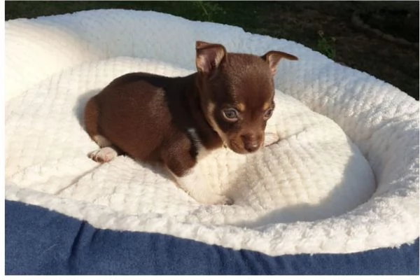Chihuahua toy cuccioli