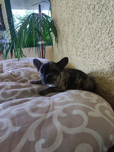 Bouledogue francese cuccioli