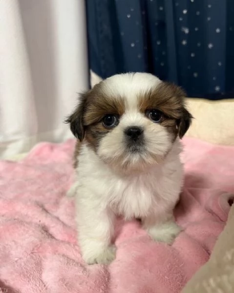Shih Tzu cuccioli