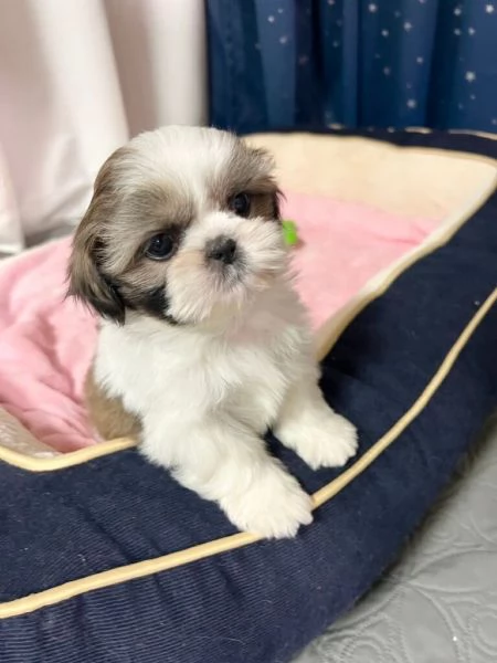 Shih Tzu cuccioli | Foto 2
