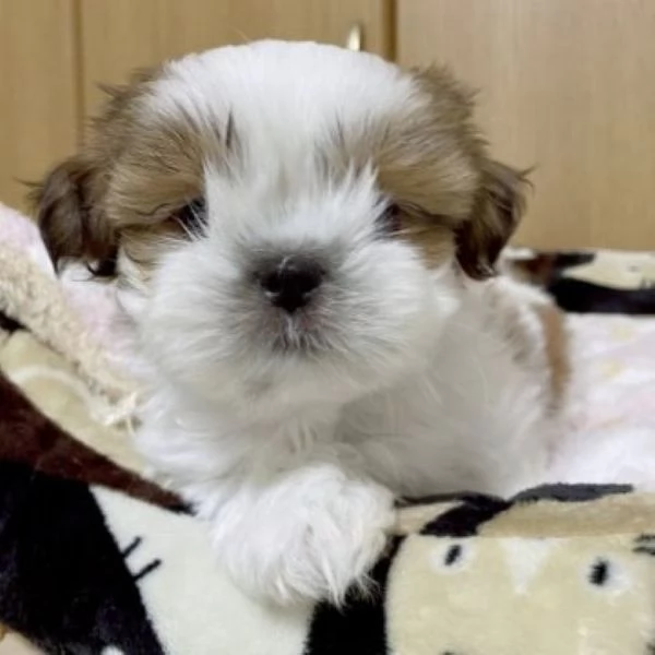 Shih Tzu cuccioli | Foto 0