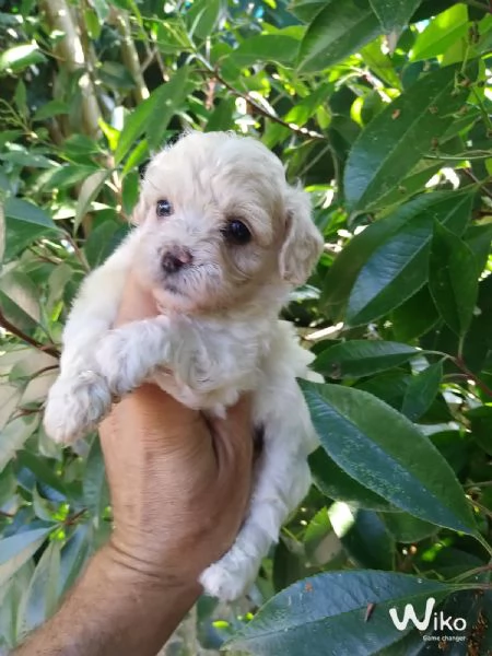 Maltipoo toy maschietti