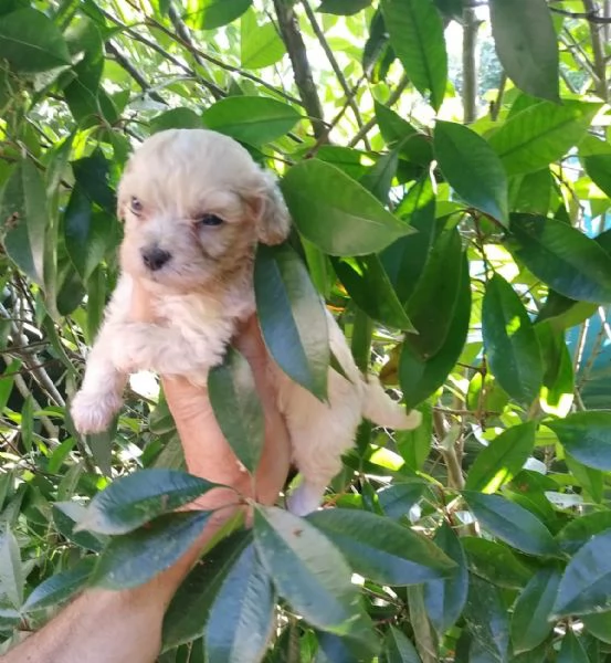 Maltipoo toy maschietti | Foto 1