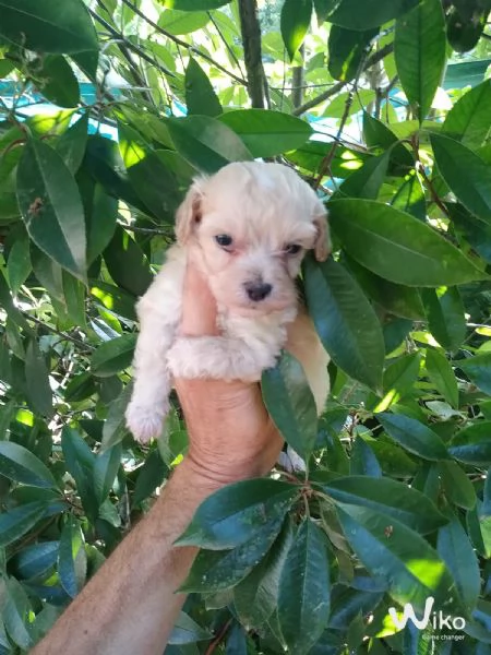 Maltipoo toy maschietti | Foto 0