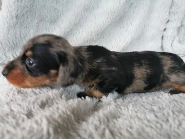 Bassotto nano cuccioli | Foto 1