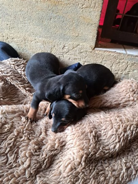 Bassotto nano cuccioli