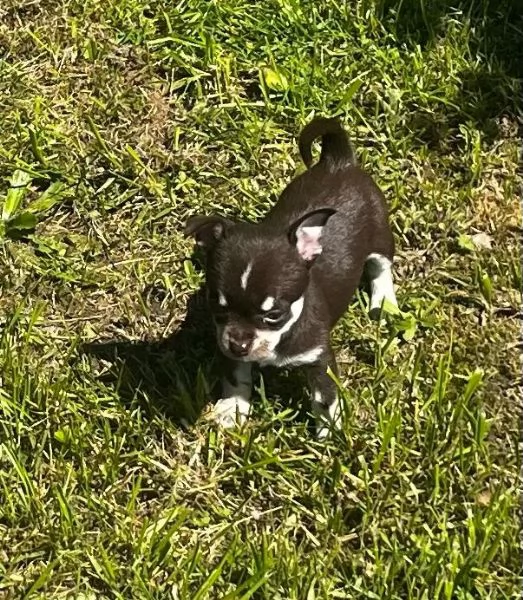 Chihuahua toy maschietti | Foto 2
