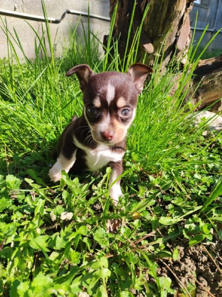 Chihuahua toy maschietti